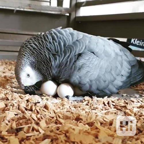 Papoušci a čerstvě snesená vajíčka fertilních papoušků na pr - foto 1