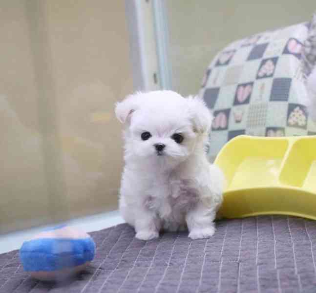 Maltezský psik mini - foto 4