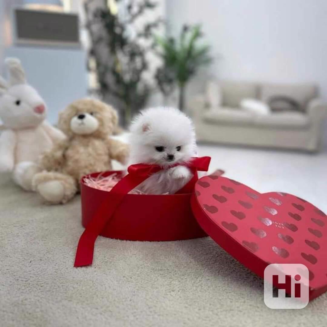 Štěňata pomeranského buldoka - foto 1