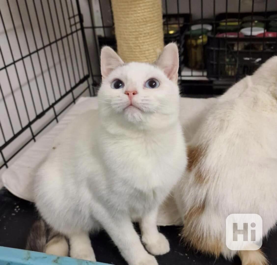 Krásné dvojice sourozenců  hledají domov - foto 1