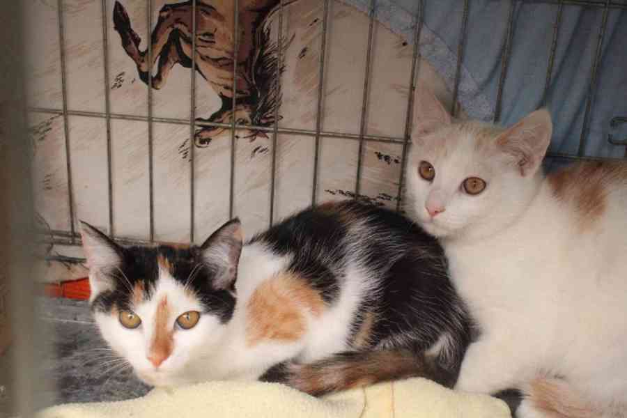 Krásné dvojice sourozenců  hledají domov - foto 13