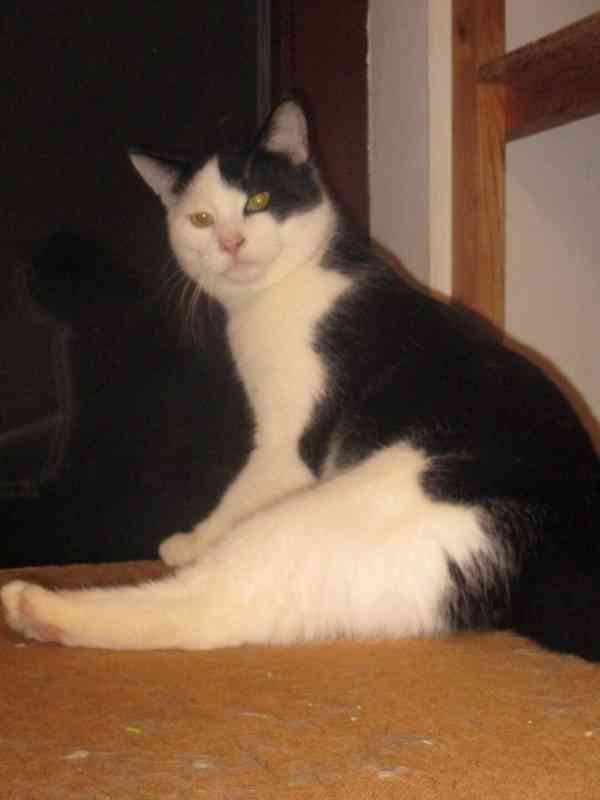 Krásné dvojice sourozenců  hledají domov - foto 7