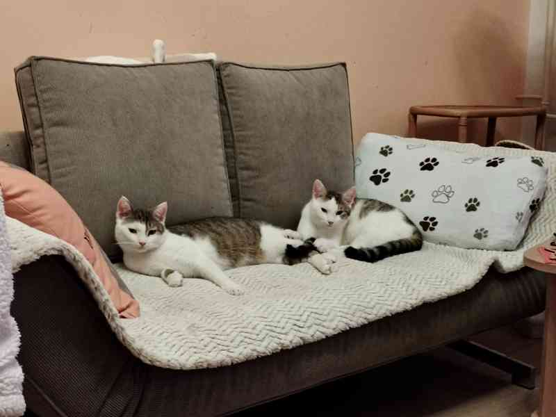 Krásné dvojice sourozenců  hledají domov - foto 3