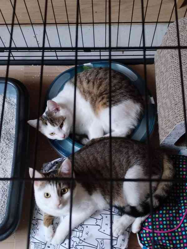 Krásné dvojice sourozenců  hledají domov - foto 4