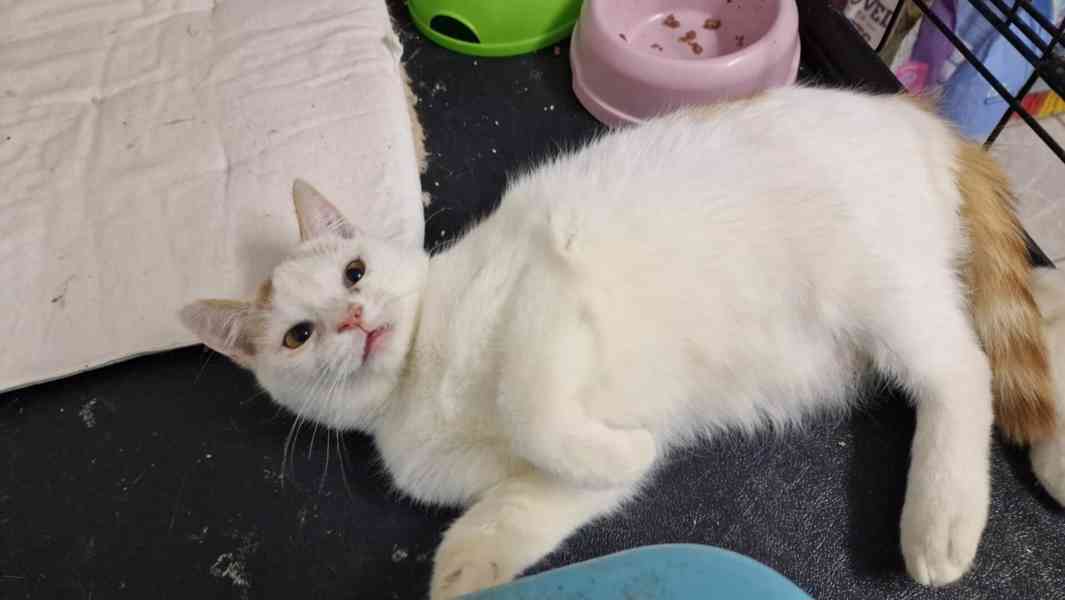 Krásné dvojice sourozenců  hledají domov - foto 2