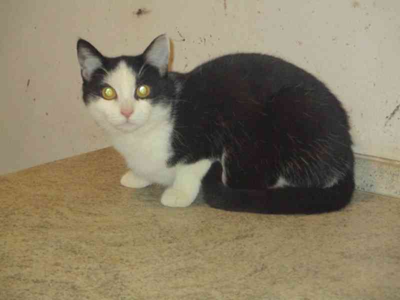 Krásné dvojice sourozenců  hledají domov - foto 8