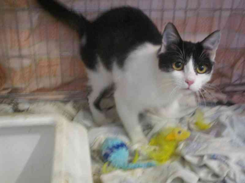 Krásné dvojice sourozenců  hledají domov - foto 9