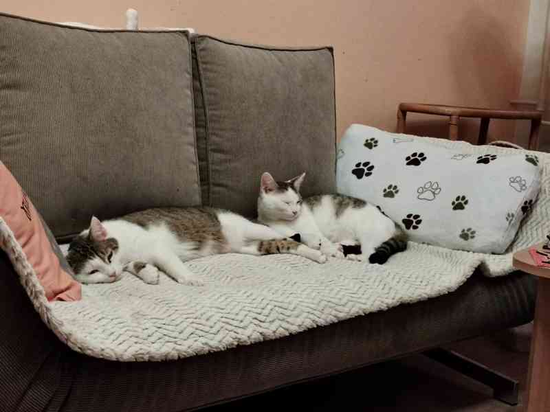 Krásné dvojice sourozenců  hledají domov - foto 12