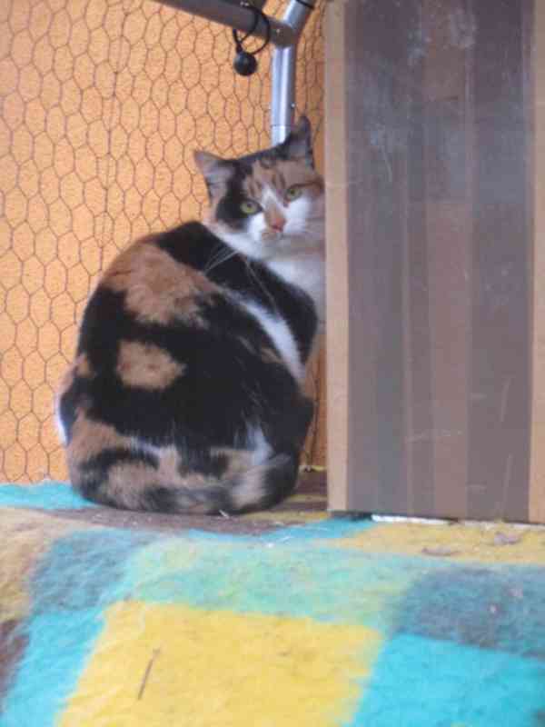 Krásné dvojice sourozenců  hledají domov - foto 10