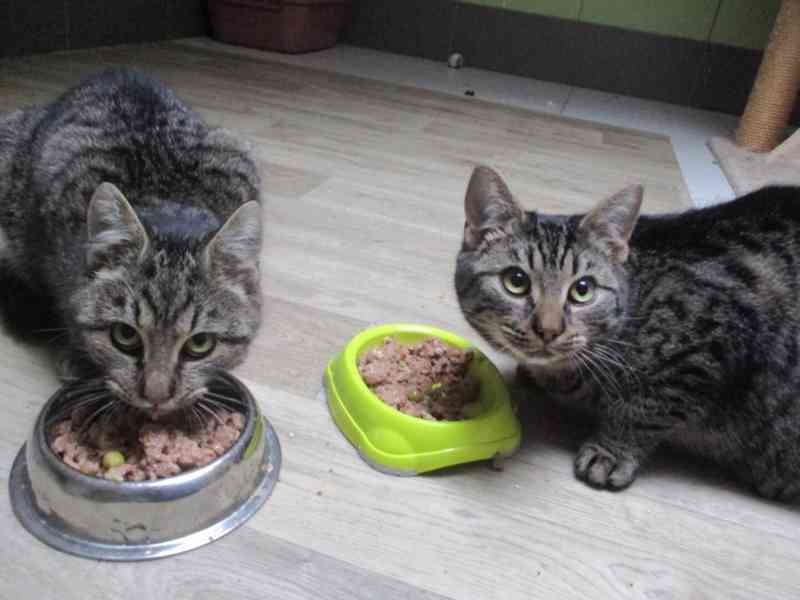 Krásné dvojice sourozenců  hledají domov - foto 5