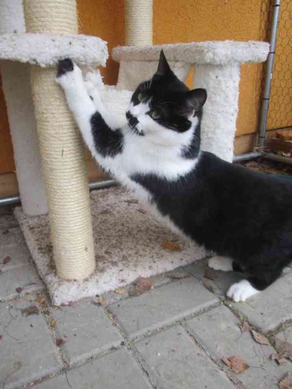 Krásné dvojice sourozenců  hledají domov - foto 11