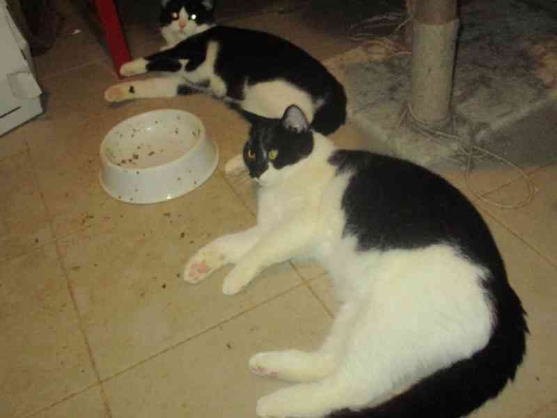 Krásné dvojice sourozenců  hledají domov - foto 6