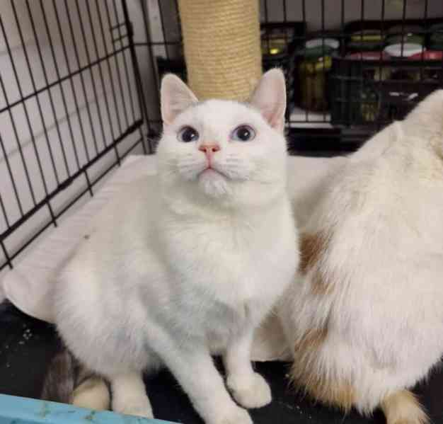 Krásné dvojice sourozenců  hledají domov - foto 1