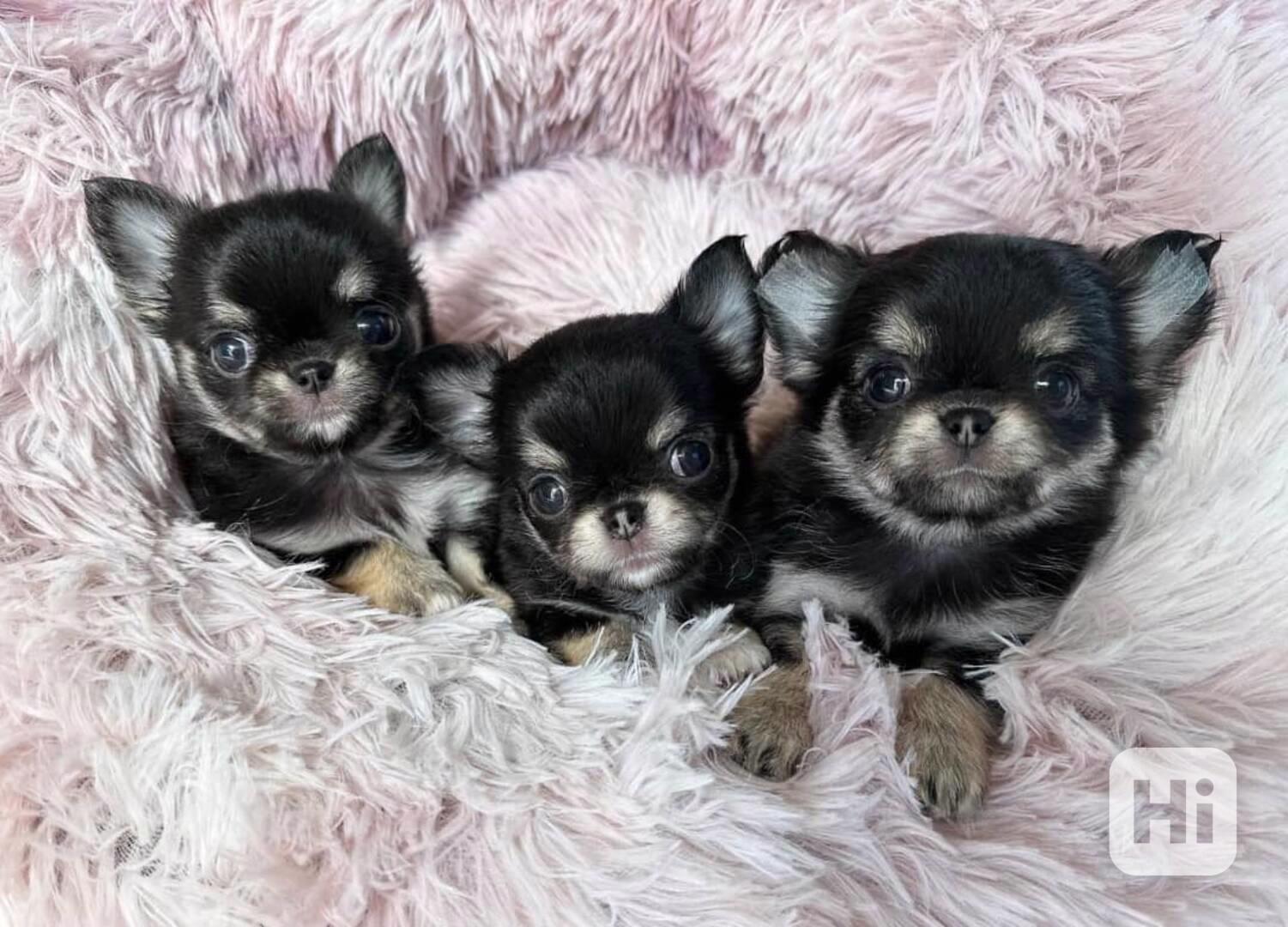 🐾 Rozkošná štěňata čivavy v černé s pálením – připravená uk - foto 1
