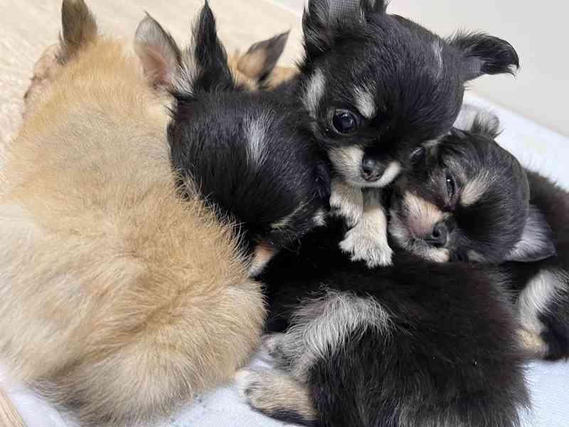 🐾 Rozkošná štěňata čivavy v černé s pálením – připravená uk - foto 2