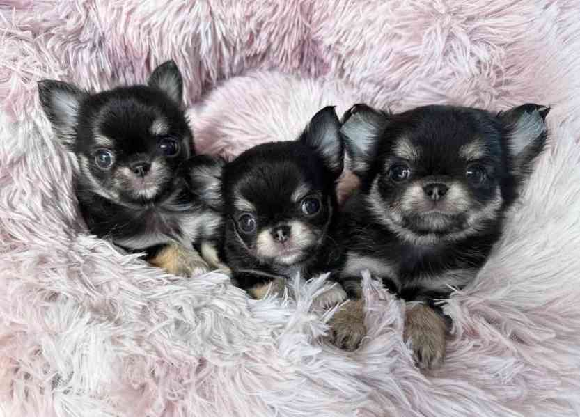 🐾 Rozkošná štěňata čivavy v černé s pálením – připravená uk - foto 1