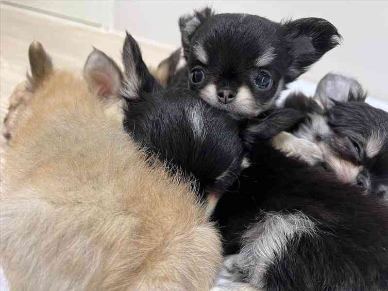 🐾 Rozkošná štěňata čivavy v černé s pálením – připravená uk - foto 3