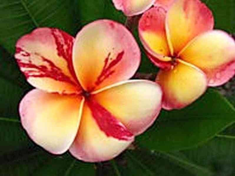 Plumeria Frangipani Top Angel - semena - foto 1