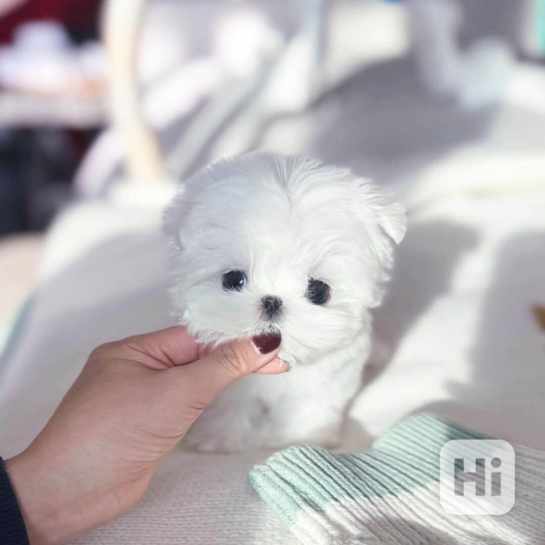 Maltese puppy  - foto 1