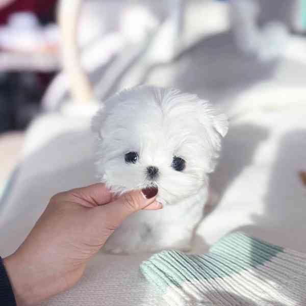 Maltese puppy 