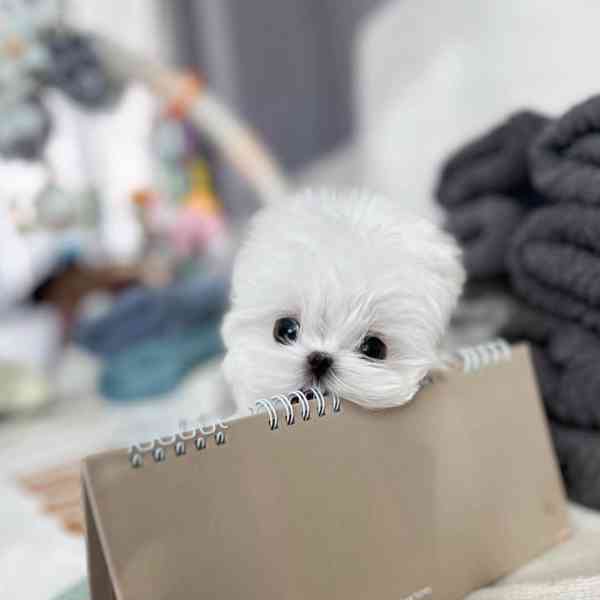 Maltese puppy  - foto 3