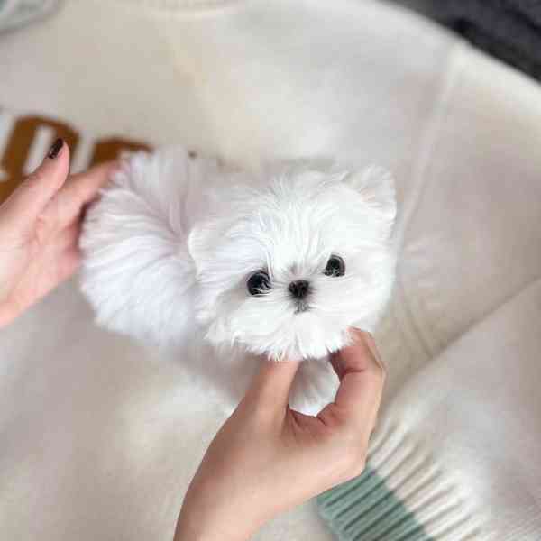 Maltese puppy  - foto 2