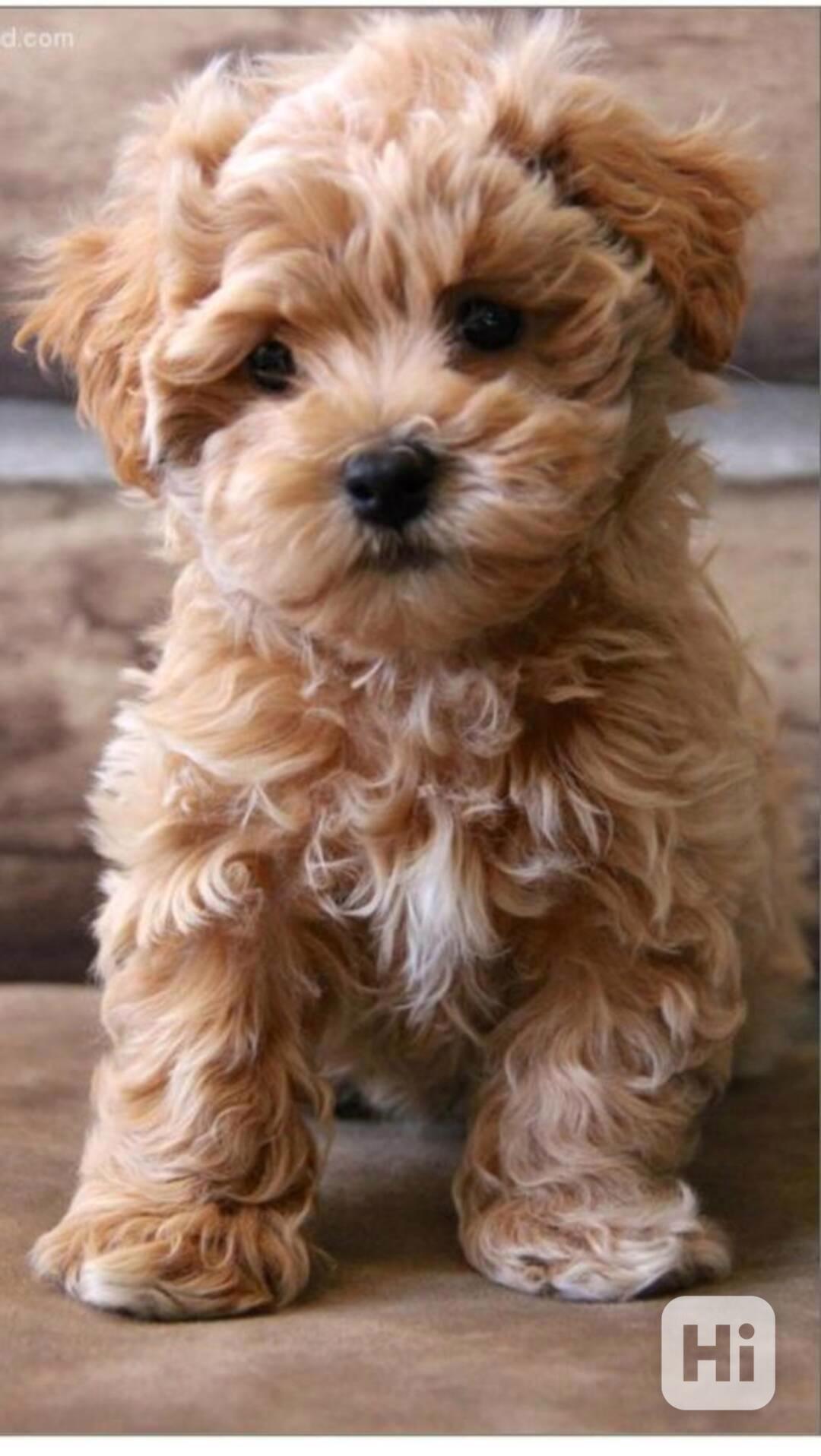 Maltézáček, Maltézský psík  - foto 1