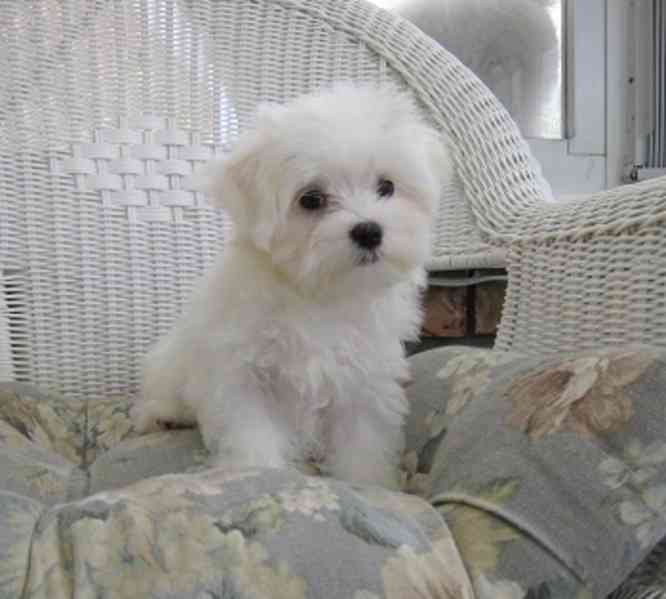 Maltézáček, Maltézský psík  - foto 2