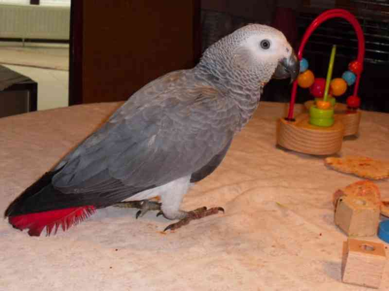 Papoušci afričtí šedí - foto 1