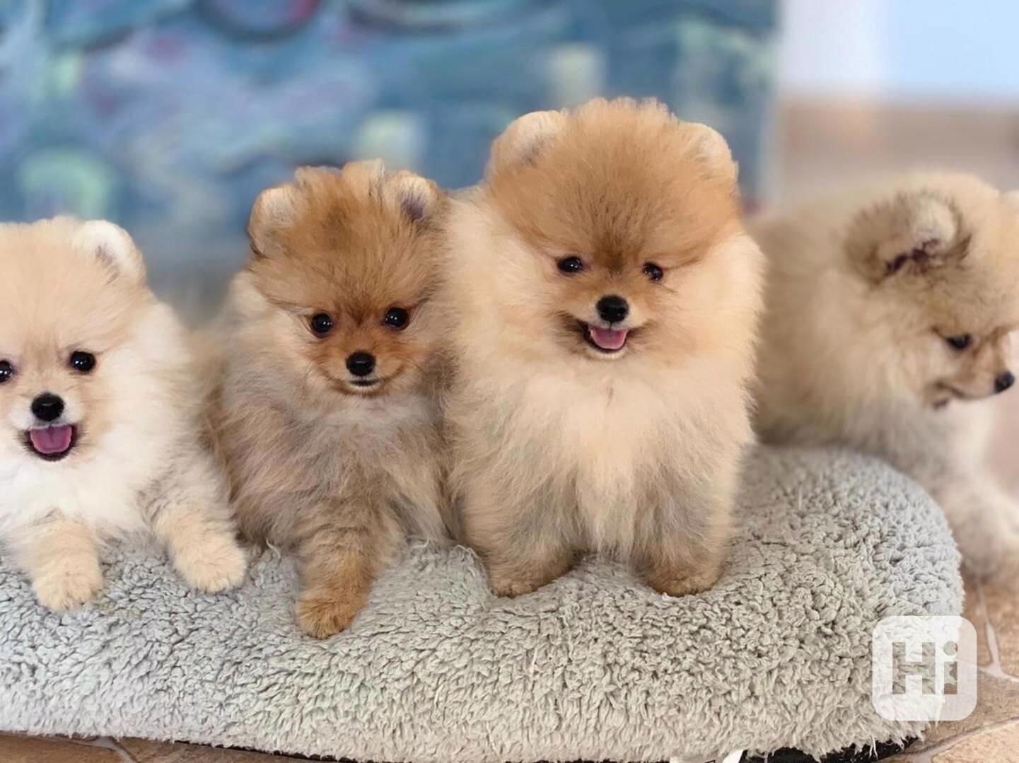 Štěňata pomeraniana samci a samice k adopci - foto 1