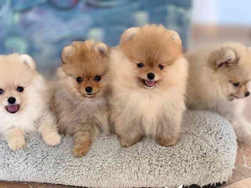 Štěňata pomeraniana samci a samice k adopci