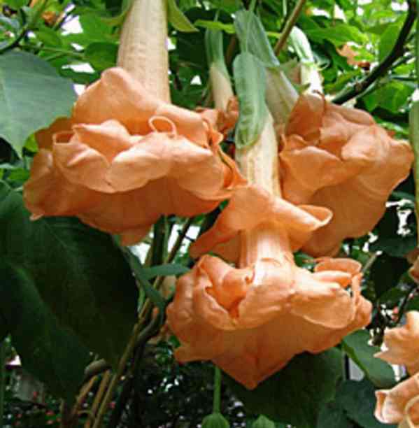 Řízek Brugmansia Angels Flight - Andělská trumpeta
