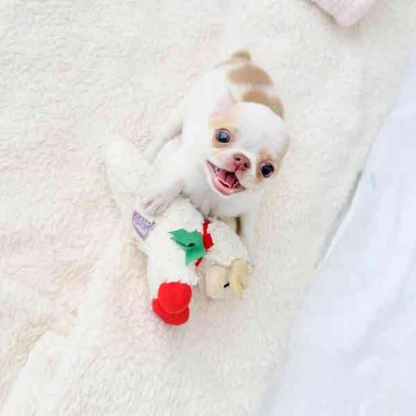 Štěňata čivavy - foto 2