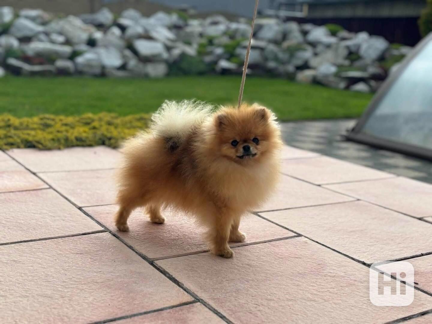 Pomeranian - foto 1