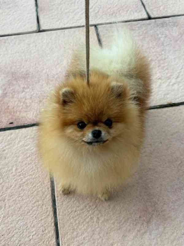 Pomeranian - foto 2