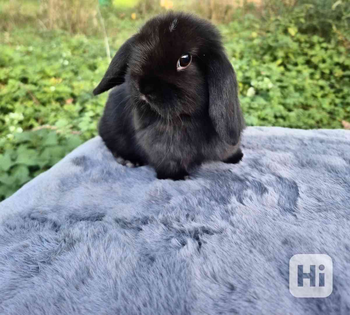 Minilop - foto 1