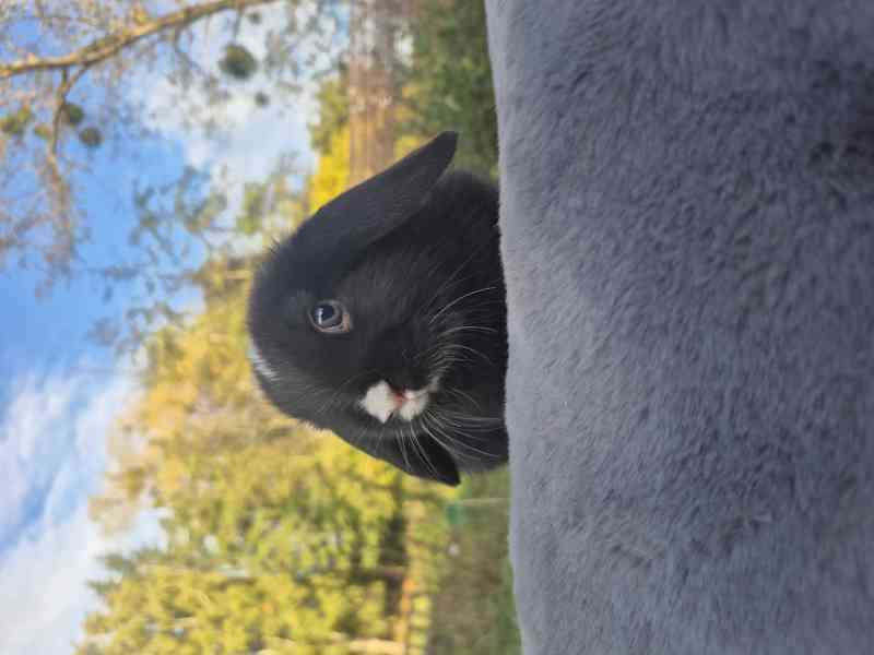 Minilop - foto 5