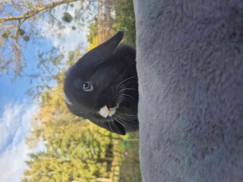 Minilop - foto 2