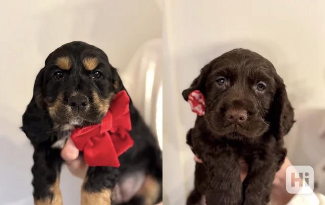 Chiots Cocker Spaniel de travail - foto 1