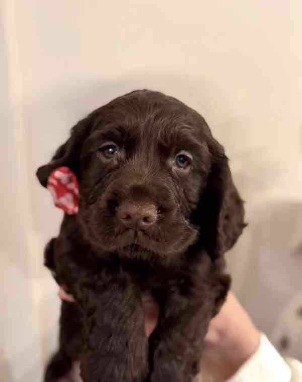 Chiots Cocker Spaniel de travail - foto 2