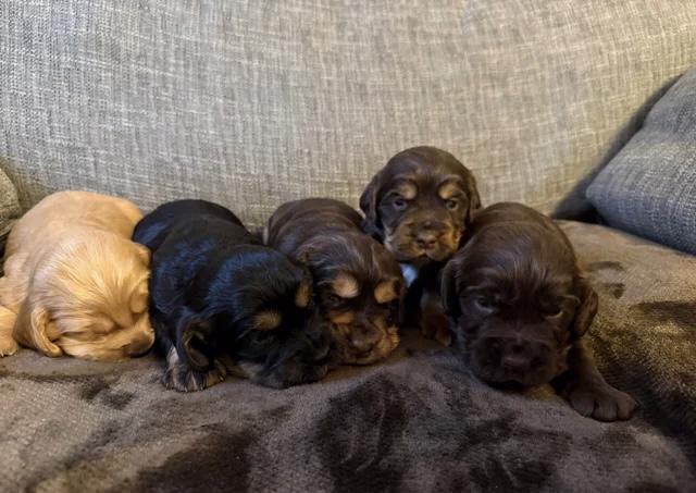 Chiots Cocker Spaniel de travail - foto 6