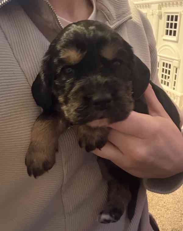 Chiots Cocker Spaniel de travail - foto 5