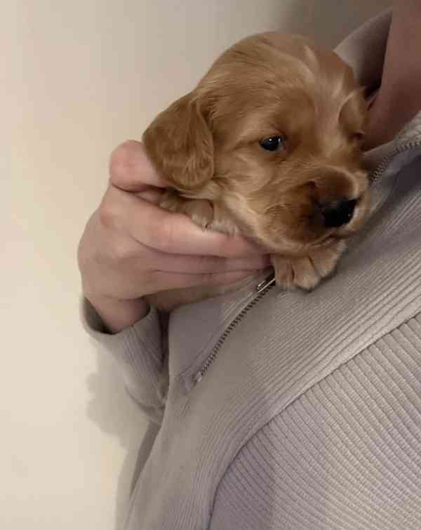 Chiots Cocker Spaniel de travail - foto 4