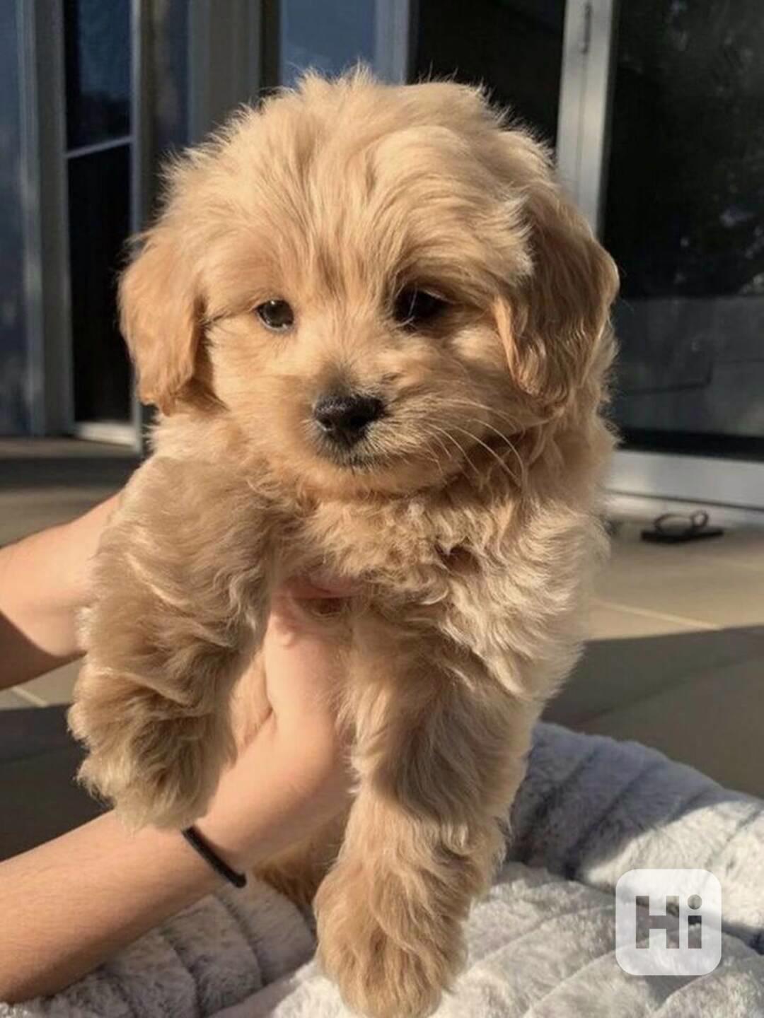 Krásná štěňata maltipoo. - foto 1
