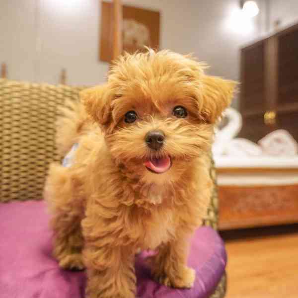 Krásná štěňata maltipoo. - foto 3