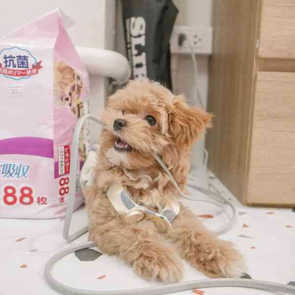 Krásná štěňata maltipoo. - foto 2