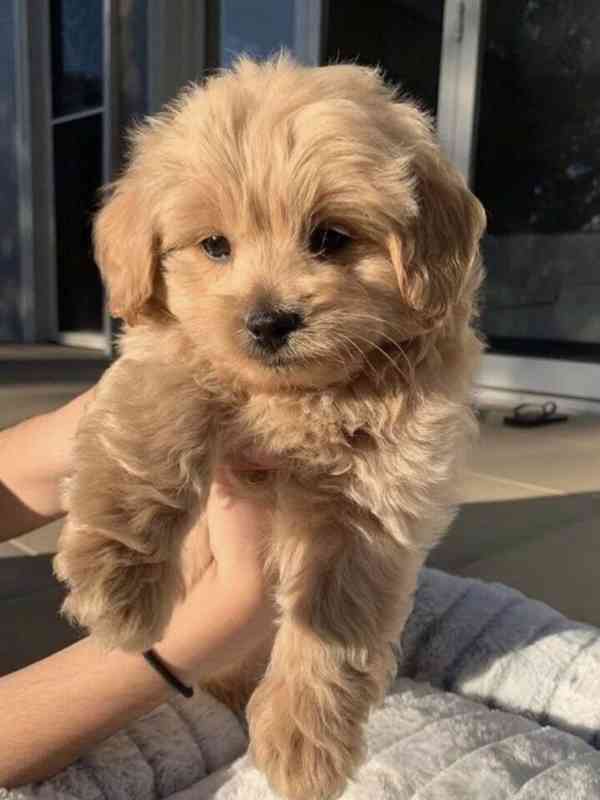 Krásná štěňata maltipoo. - foto 1