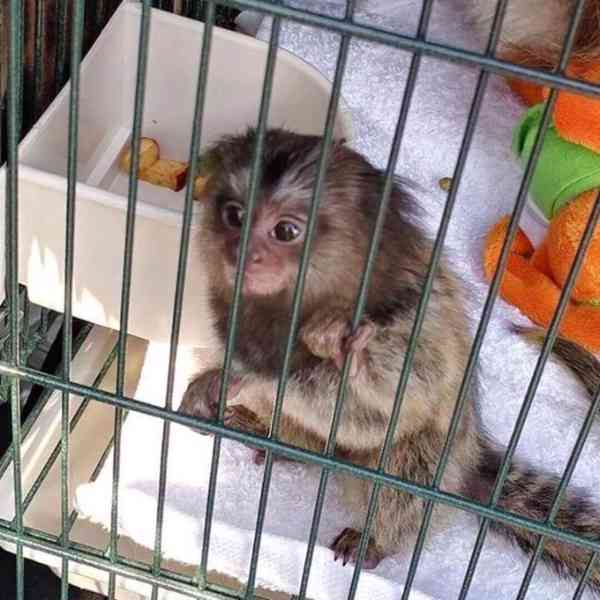 Laskavá opice Marmoset na prodej - foto 1