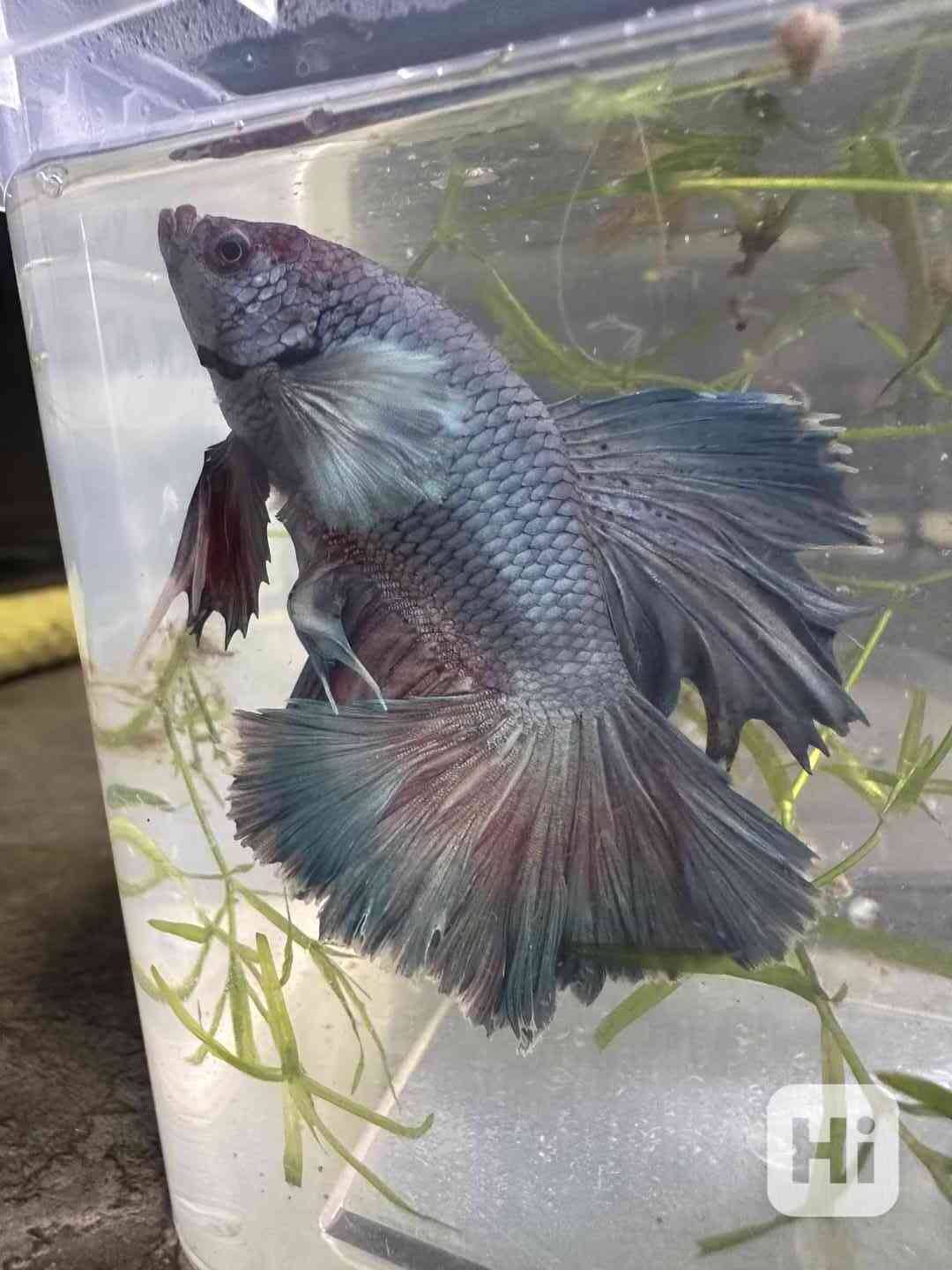 Bojovnice pestrá - betta - foto 1