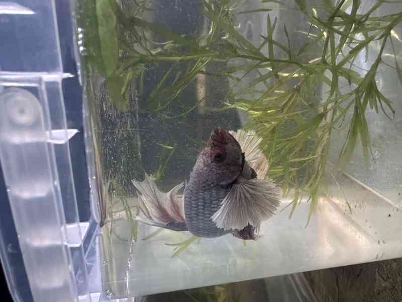 Bojovnice pestrá - betta - foto 4